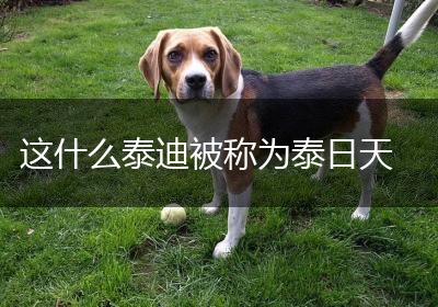 这什么泰迪被称为泰日天