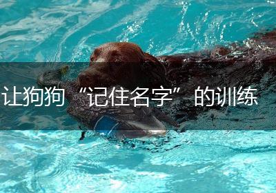 让狗狗“记住名字”的训练