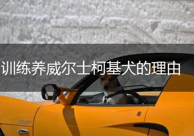 训练养威尔士柯基犬的理由
