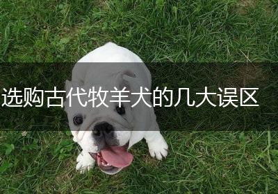选购古代牧羊犬的几大误区
