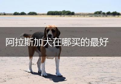 阿拉斯加犬在哪买的最好