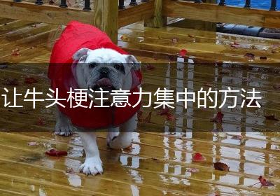 让牛头梗注意力集中的方法