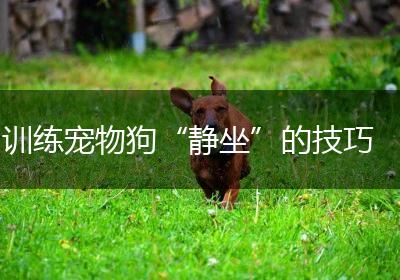 训练宠物狗“静坐”的技巧