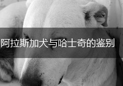阿拉斯加犬与哈士奇的鉴别