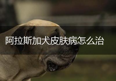 阿拉斯加犬皮肤病怎么治