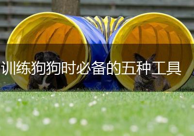 训练狗狗时必备的五种工具