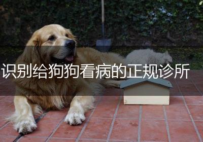 识别给狗狗看病的正规诊所