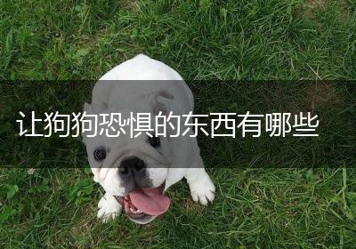让狗狗恐惧的东西有哪些