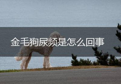 金毛狗尿频是怎么回事