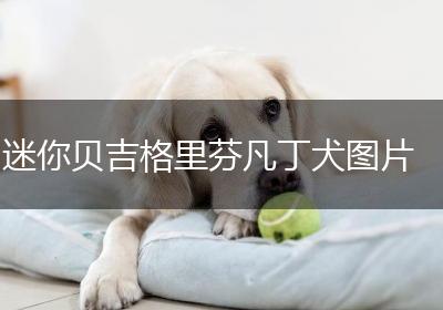 迷你贝吉格里芬凡丁犬图片