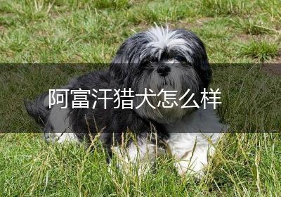 阿富汗猎犬怎么样