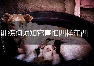 训练狗须知它害怕四样东西