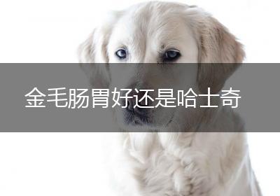 金毛肠胃好还是哈士奇