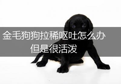金毛狗狗拉稀呕吐怎么办 但是很活泼