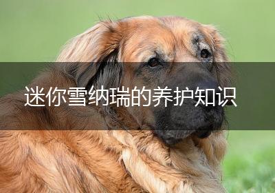 迷你雪纳瑞的养护知识