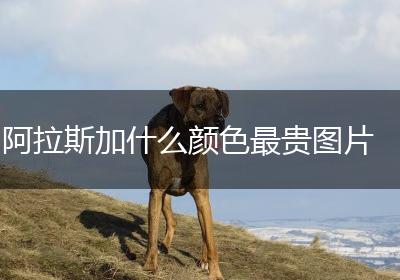 阿拉斯加什么颜色最贵图片