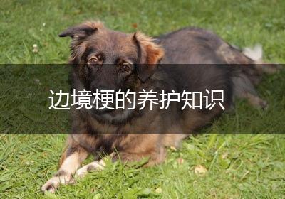 边境梗的养护知识