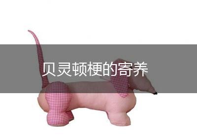 贝灵顿梗的寄养