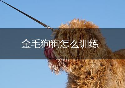 金毛狗狗怎么训练