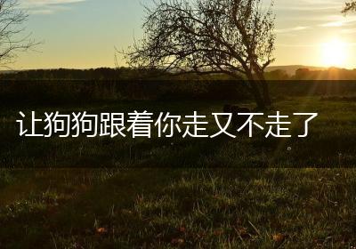 让狗狗跟着你走又不走了