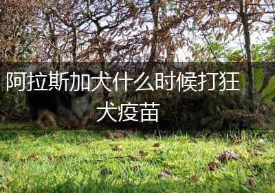 阿拉斯加犬什么时候打狂犬疫苗