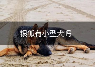 银狐有小型犬吗