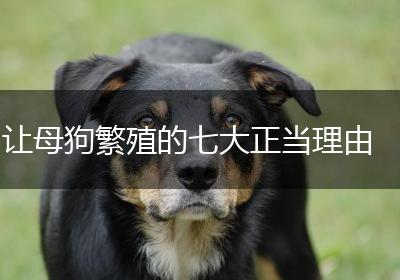 让母狗繁殖的七大正当理由