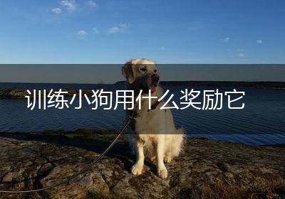 训练小狗用什么奖励它