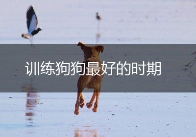 训练狗狗最好的时期