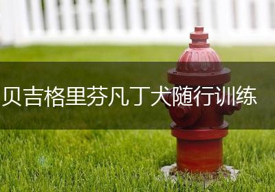 贝吉格里芬凡丁犬随行训练