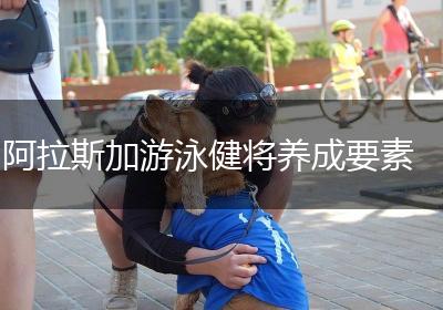 阿拉斯加游泳健将养成要素