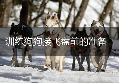 训练狗狗接飞盘前的准备