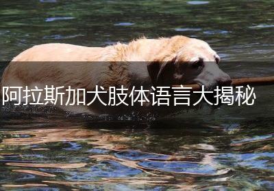 阿拉斯加犬肢体语言大揭秘