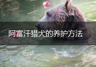 阿富汗猎犬的养护方法