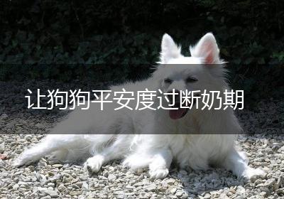 让狗狗平安度过断奶期
