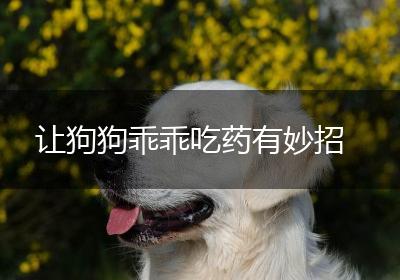 让狗狗乖乖吃药有妙招