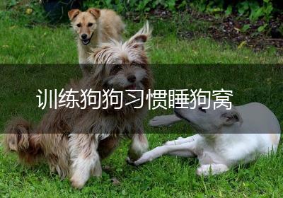 训练狗狗习惯睡狗窝