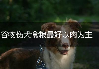 谷物伤犬食粮最好以肉为主