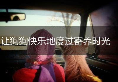 让狗狗快乐地度过寄养时光