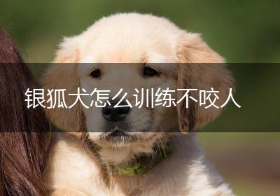 银狐犬怎么训练不咬人