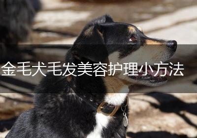 金毛犬毛发美容护理小方法
