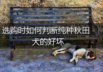 选购时如何判断纯种秋田犬的好坏