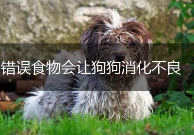 错误食物会让狗狗消化不良