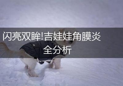 闪亮双眸!吉娃娃角膜炎全分析