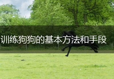 训练狗狗的基本方法和手段