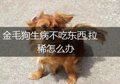 金毛狗生病不吃东西,拉稀怎么办