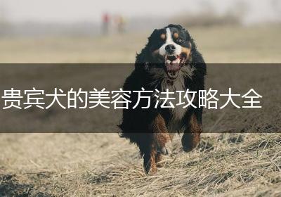 贵宾犬的美容方法攻略大全