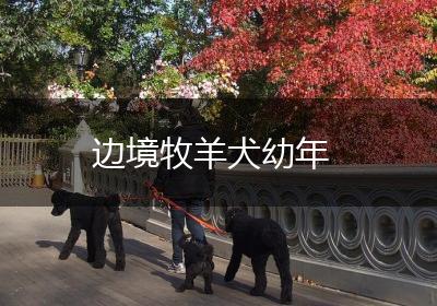 边境牧羊犬幼年