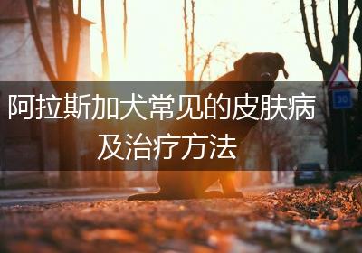 阿拉斯加犬常见的皮肤病及治疗方法