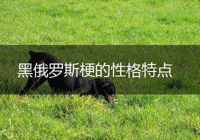 黑俄罗斯梗的性格特点